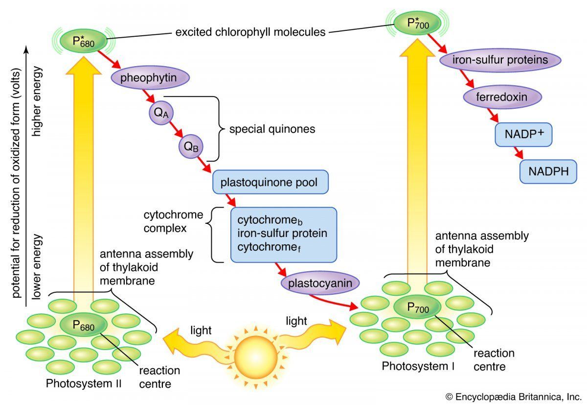 Flow electrons reactions reaction stage photosynthesis Arrows