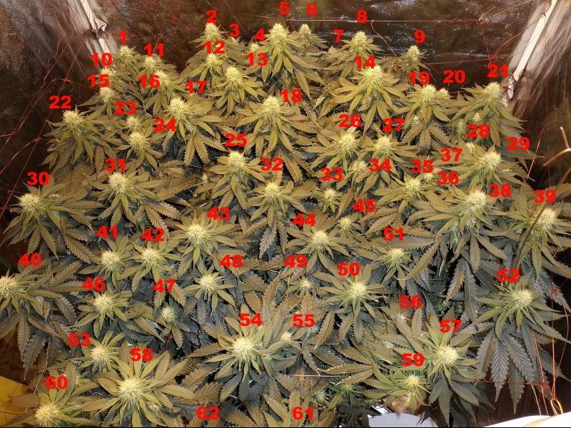 Flowamasta 01