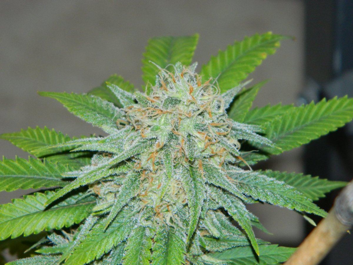 Flower 007