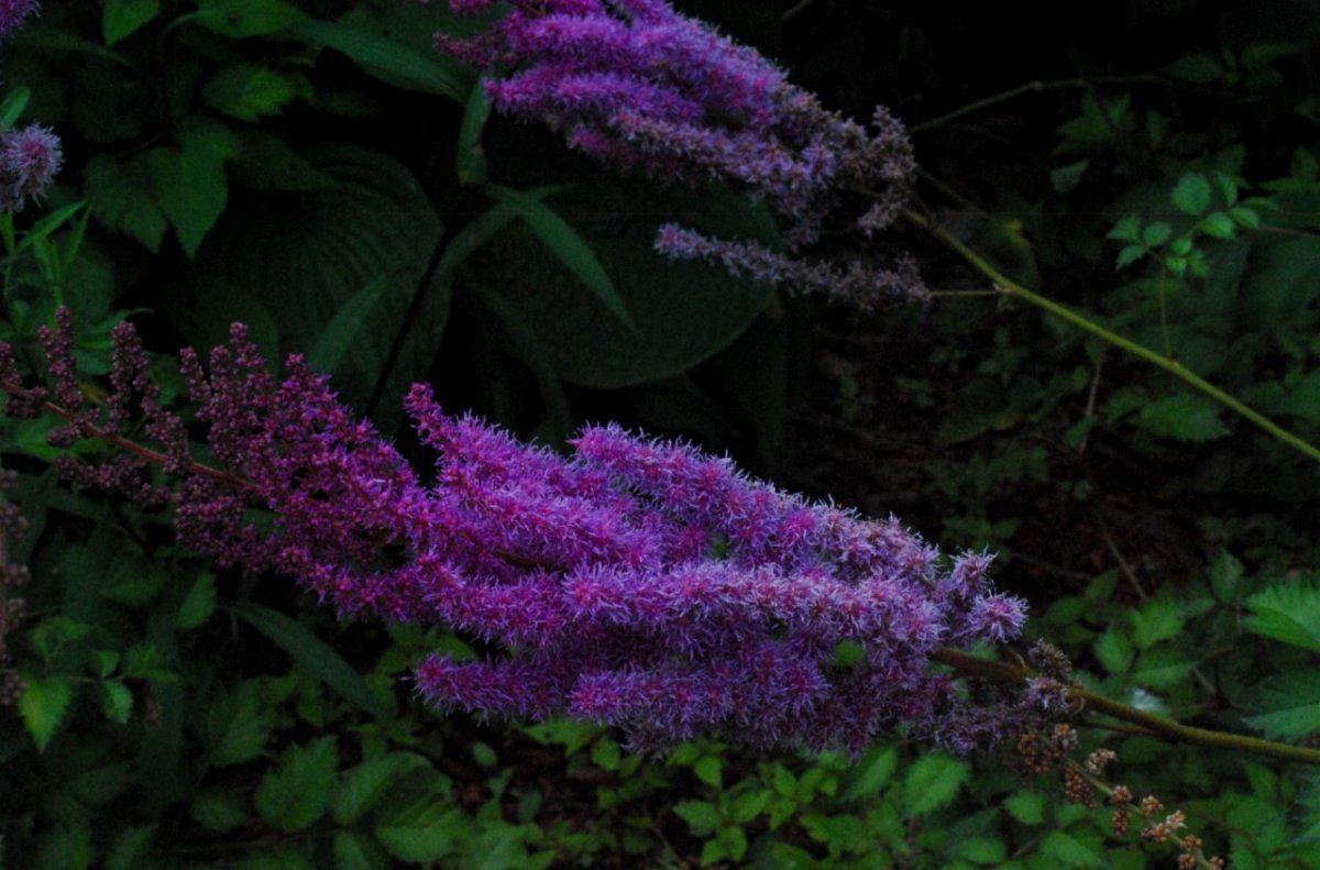 Flower 1