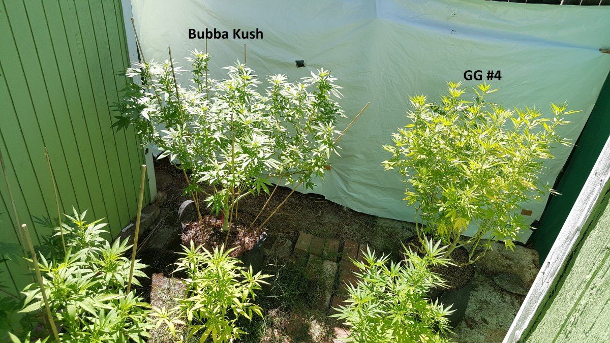 Flower 14