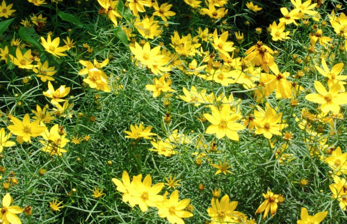 Flower 2