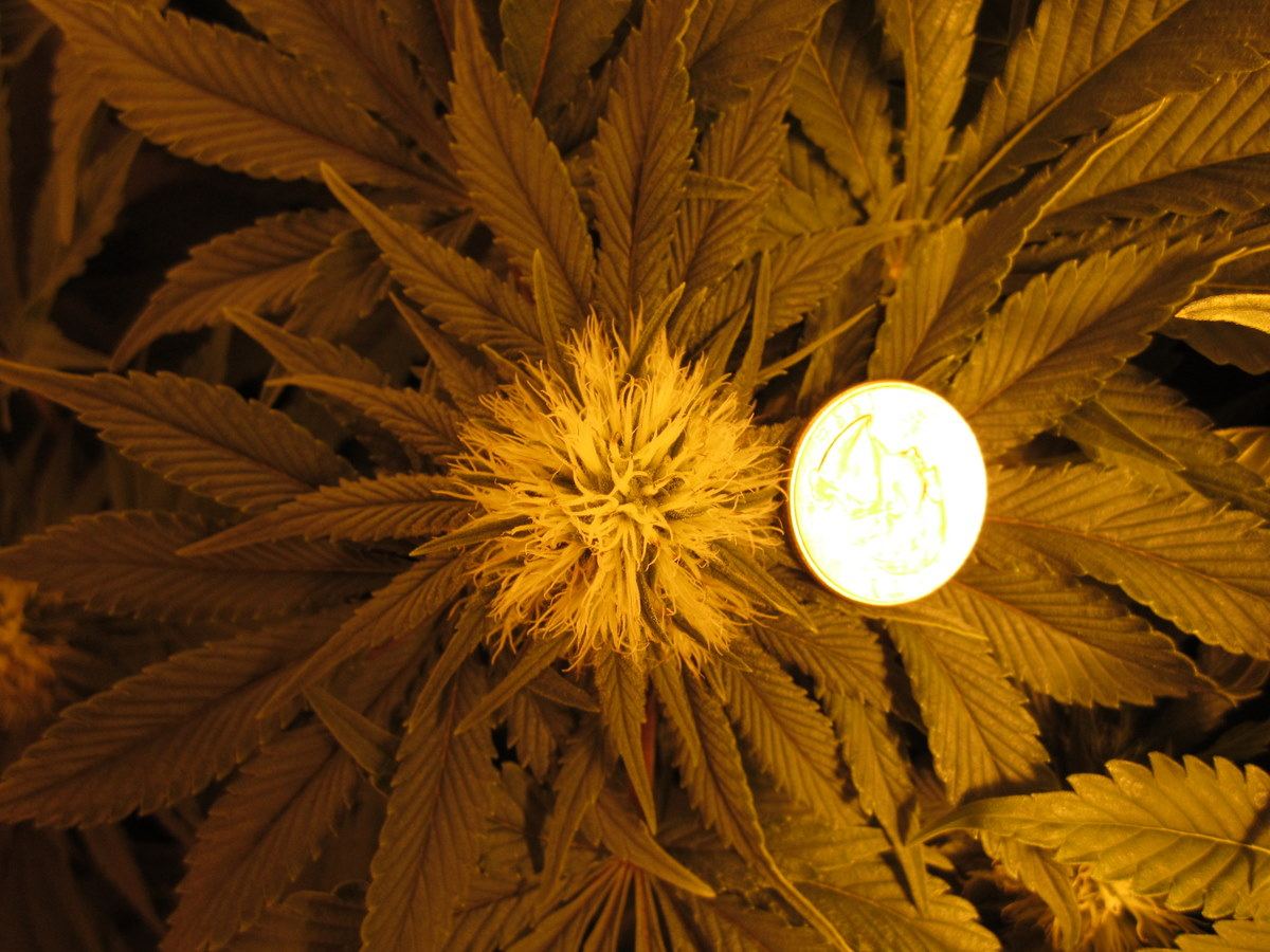 Flower 4a
