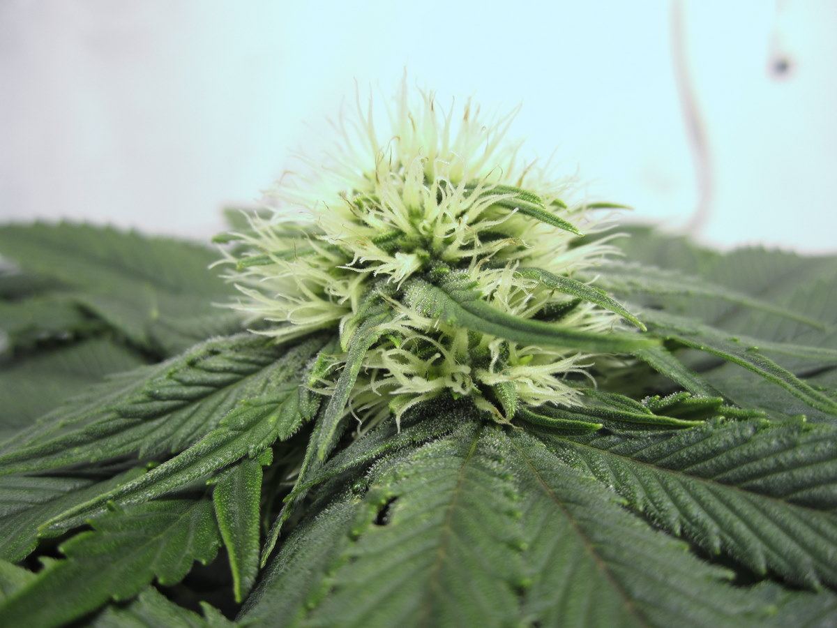 Flower 4c