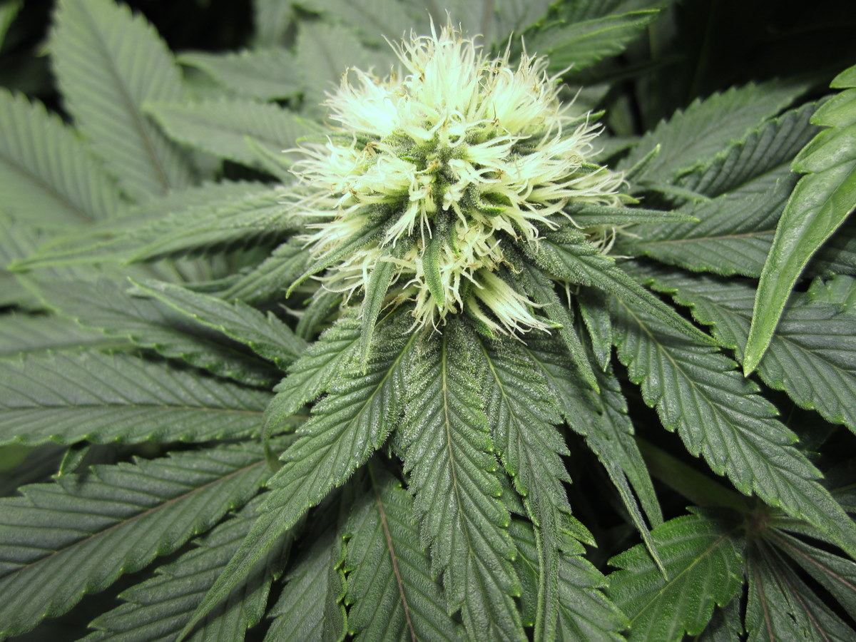Flower 4d