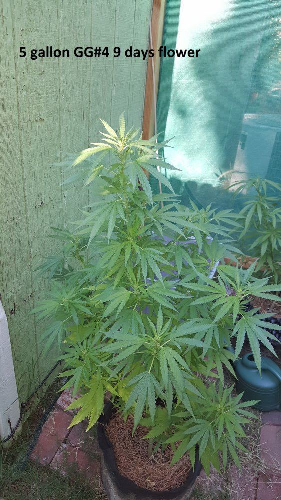 Flower 5
