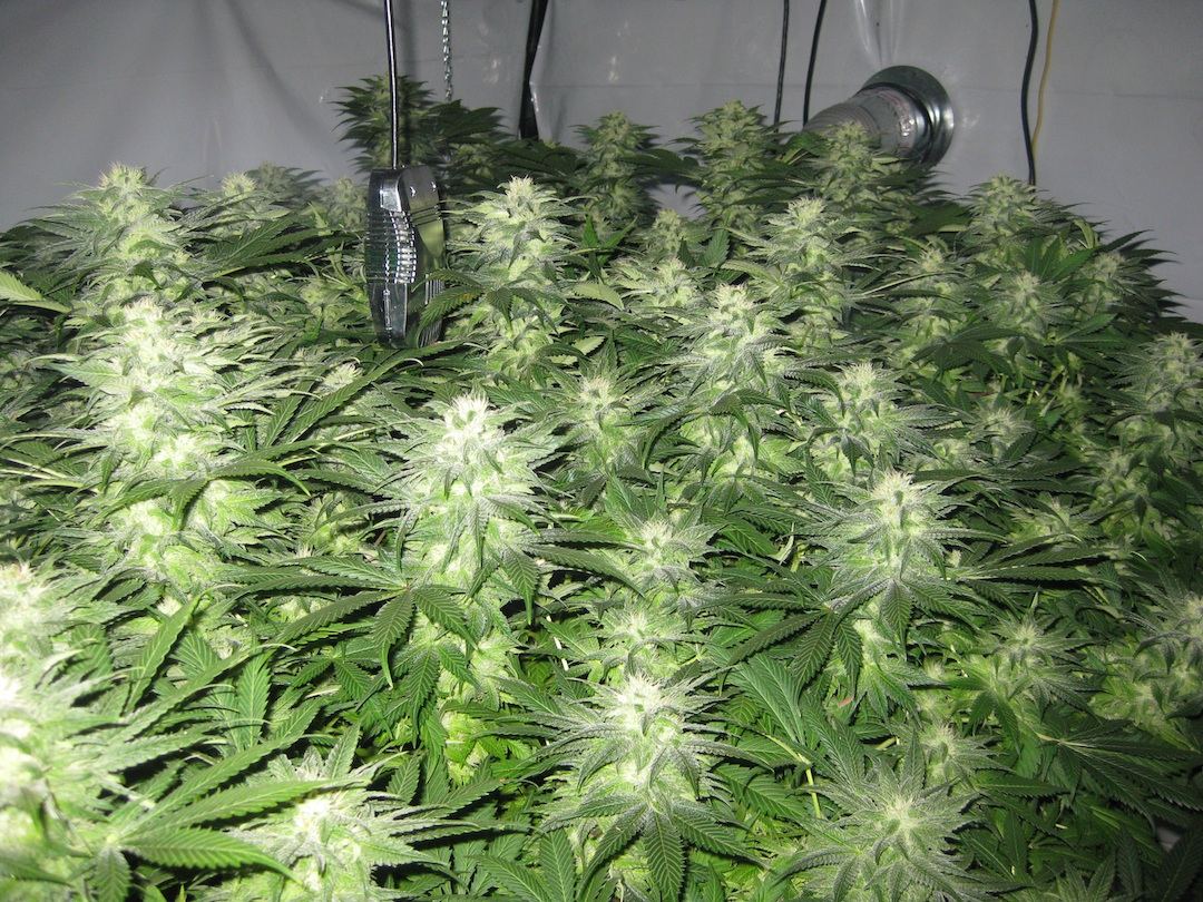 Flower 6 1