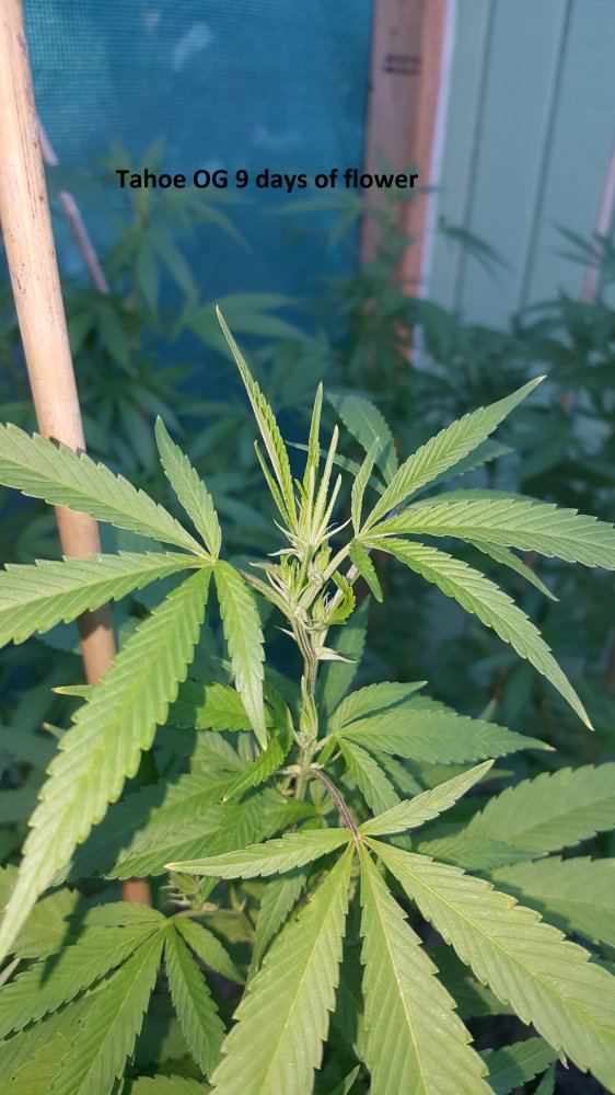 Flower 8