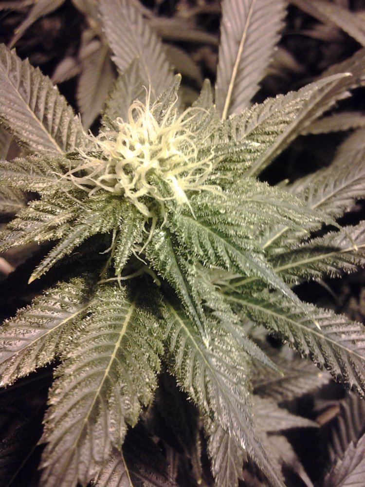 Flower close up day 24