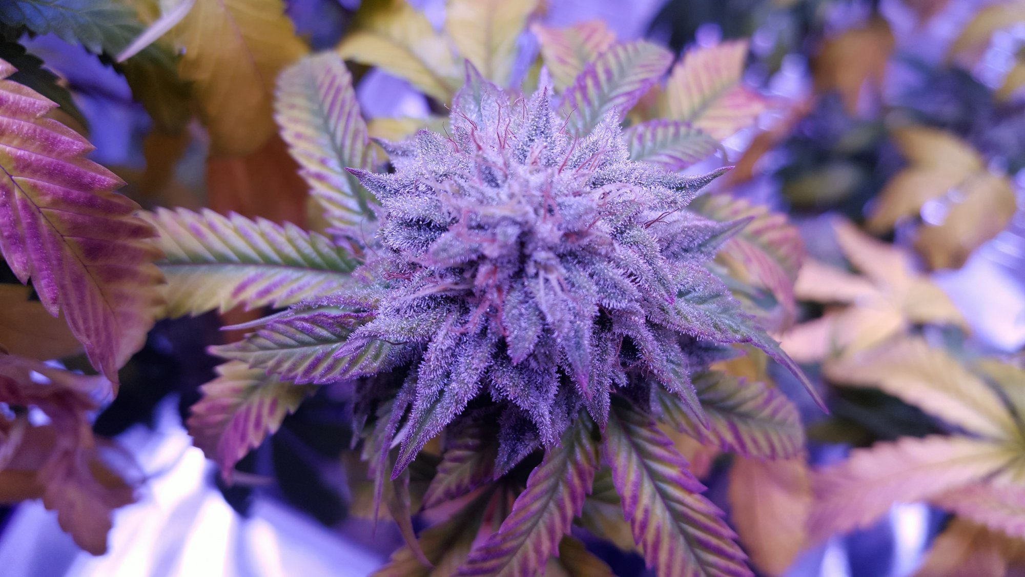 Flower closeup