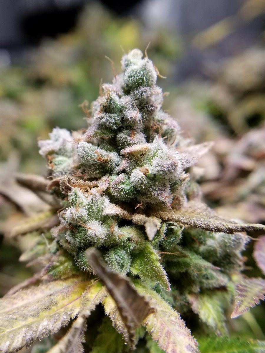 Flower closeup