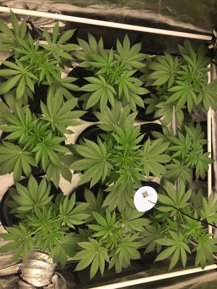 Flower day 1