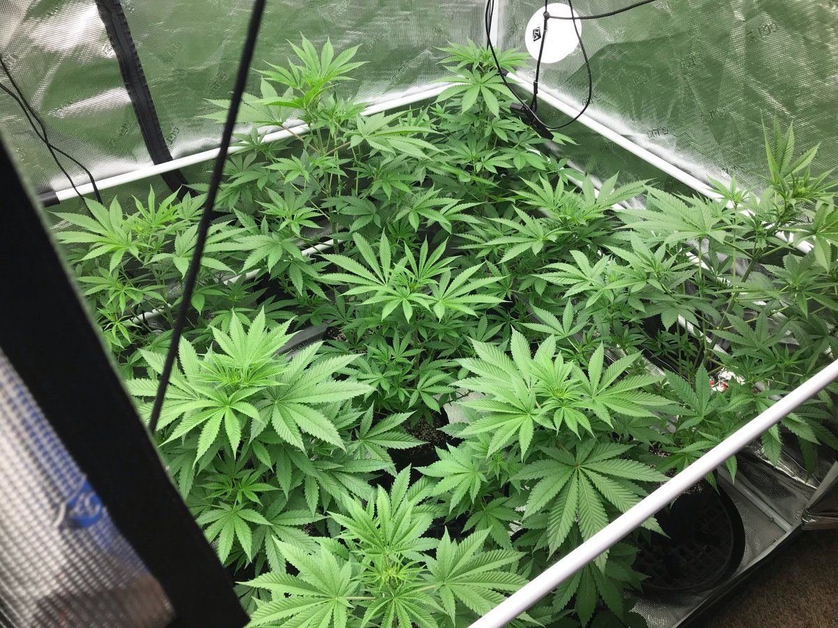 Flower Day 14 1