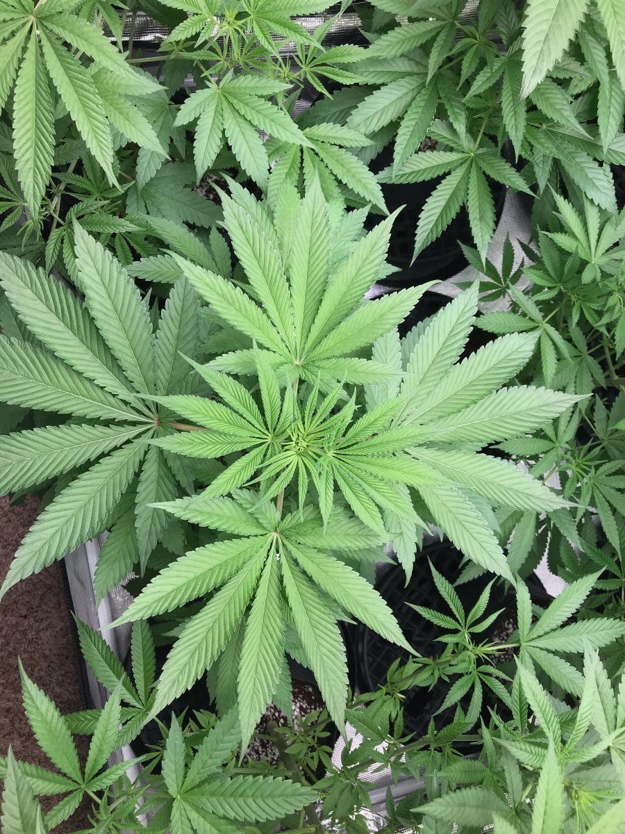 Flower Day 14 2