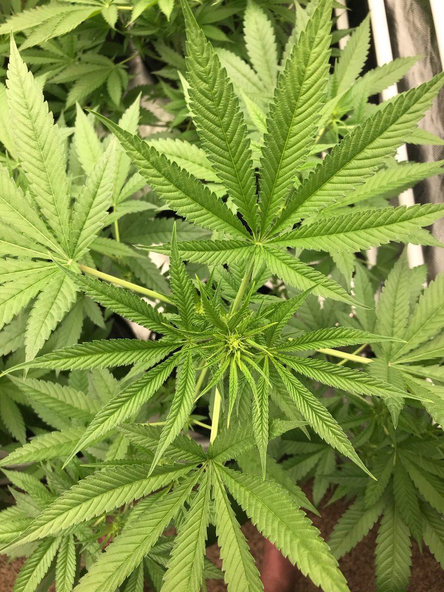 Flower Day 14 3