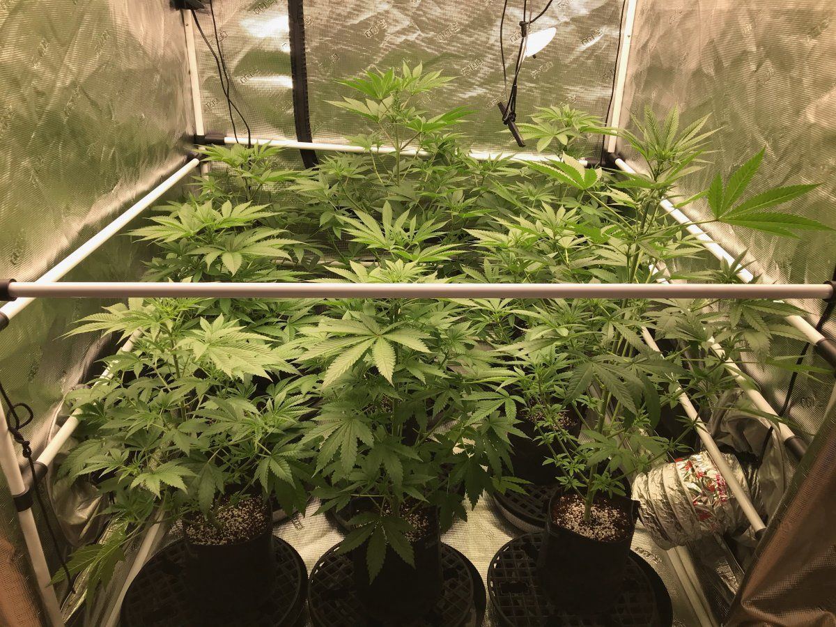 Flower Day 14