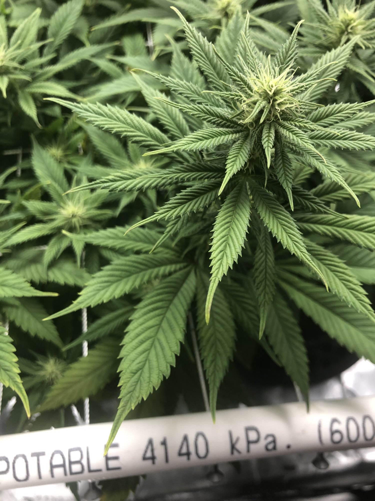 Flower day 292