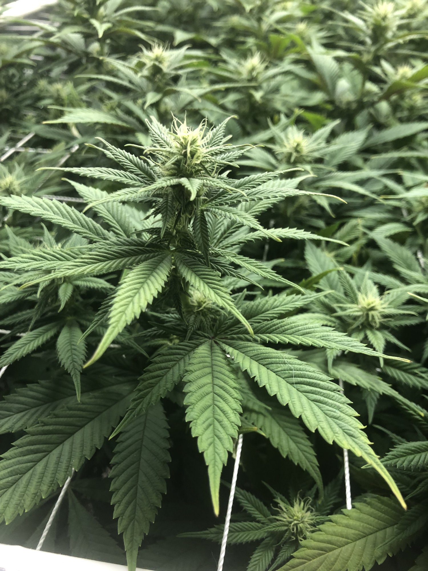 Flower day 293