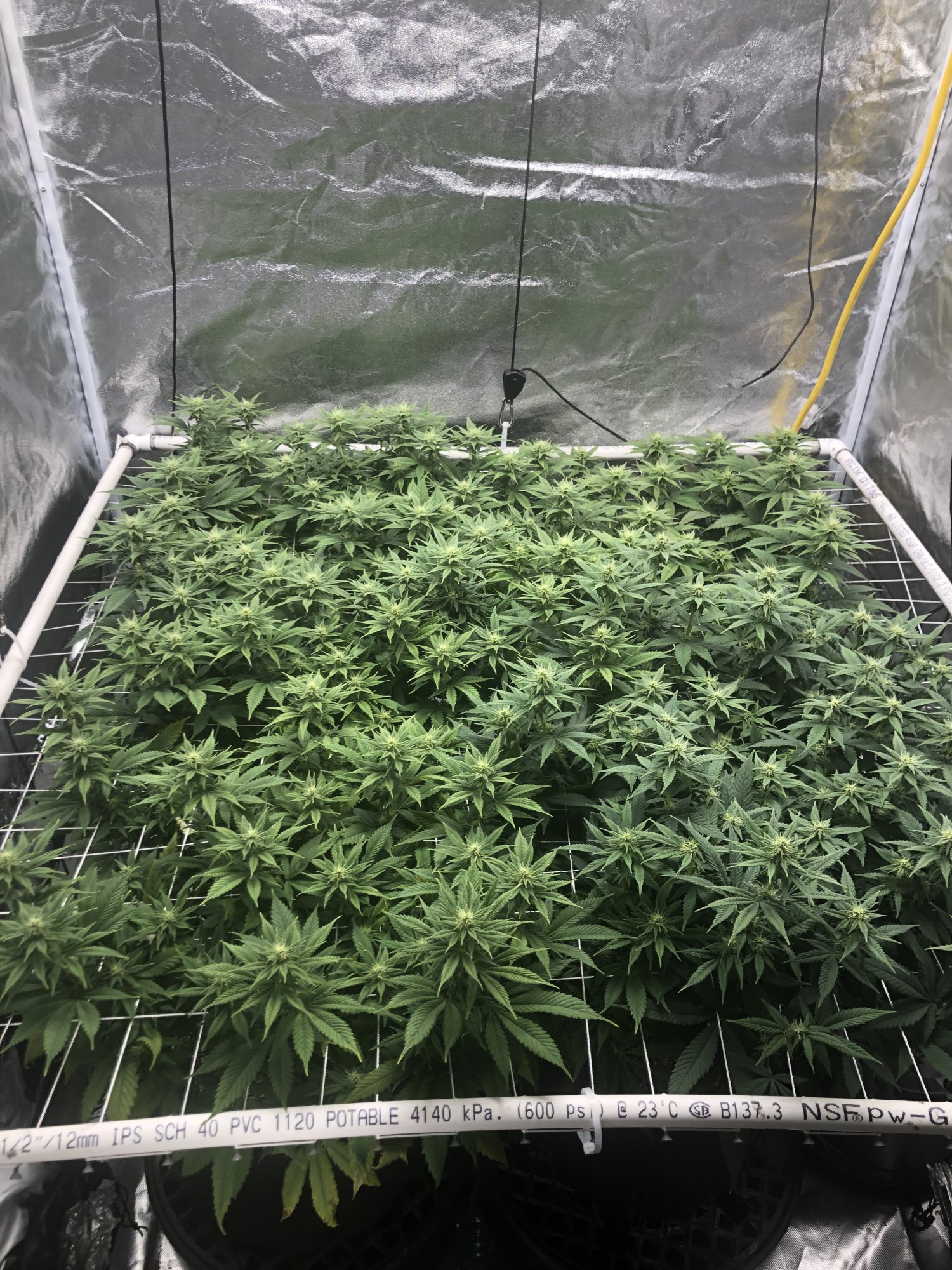 Flower day 29