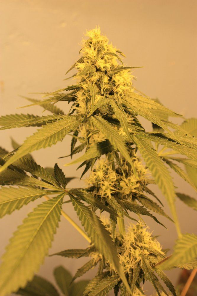 Flower day 32 you like