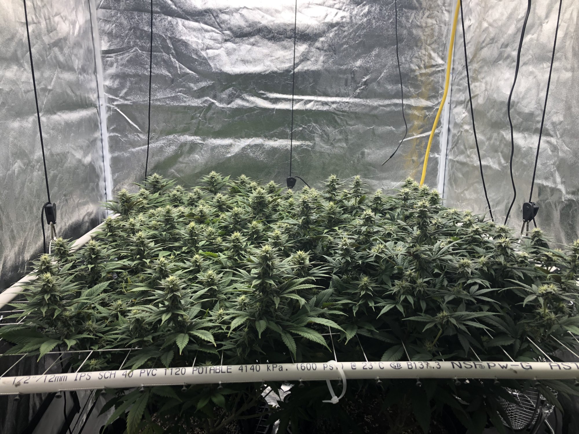 Flower day 38