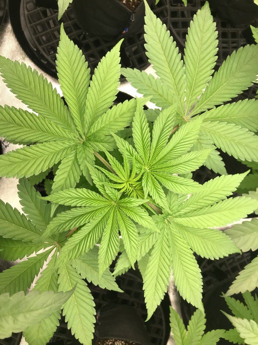 Flower day 4 1