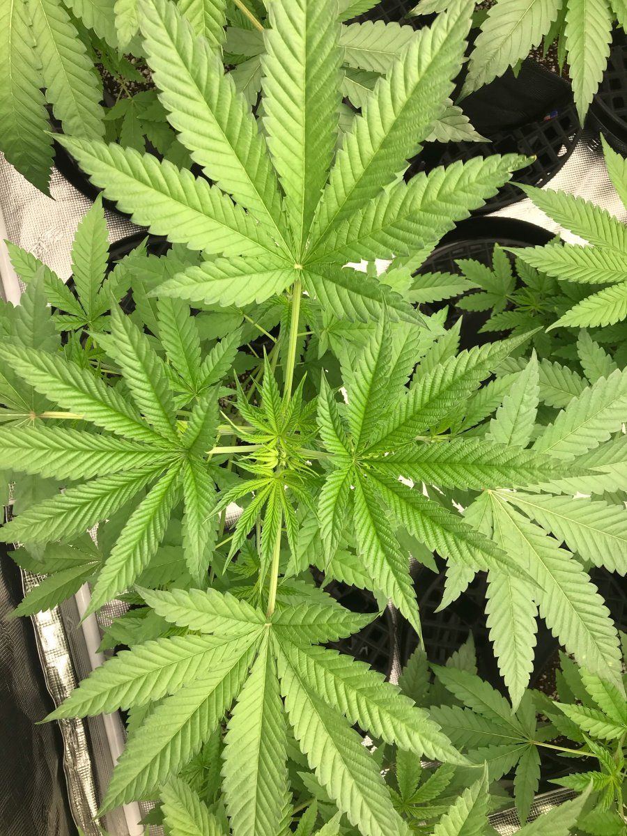 Flower day 4 2