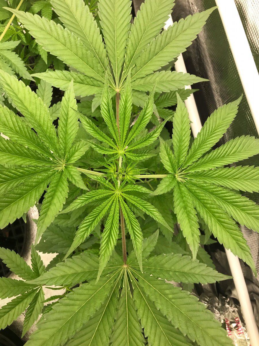 Flower day 4 4