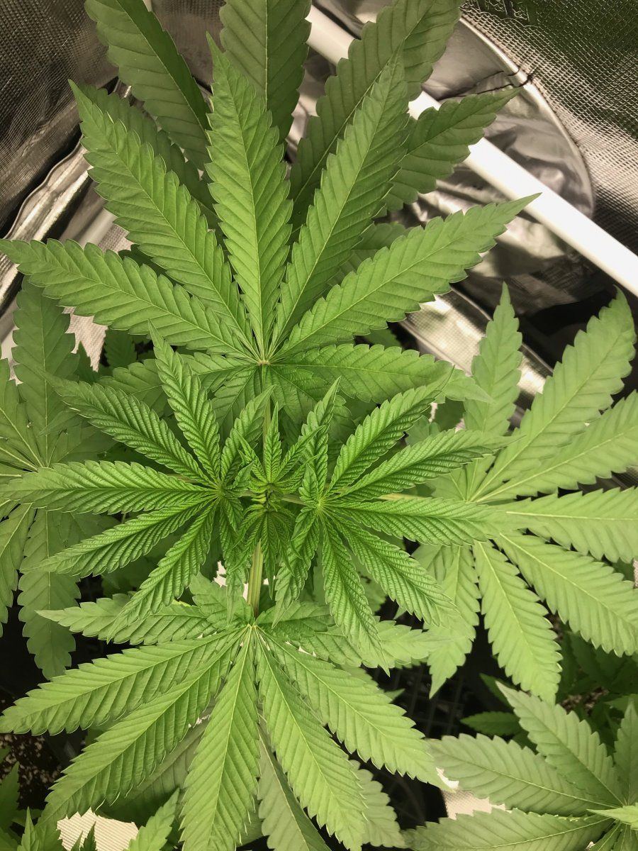 Flower day 4 5