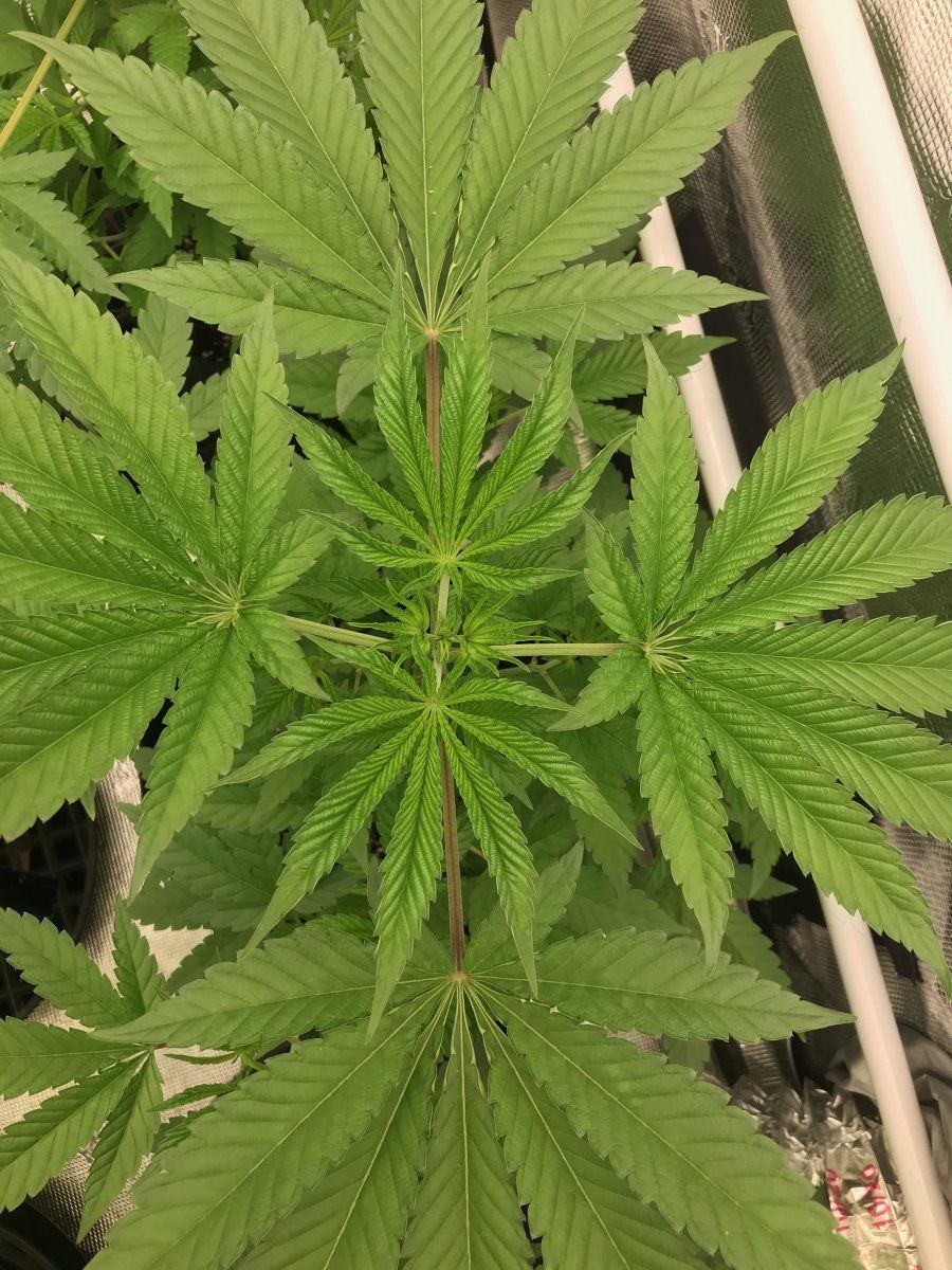 Flower day 4 6