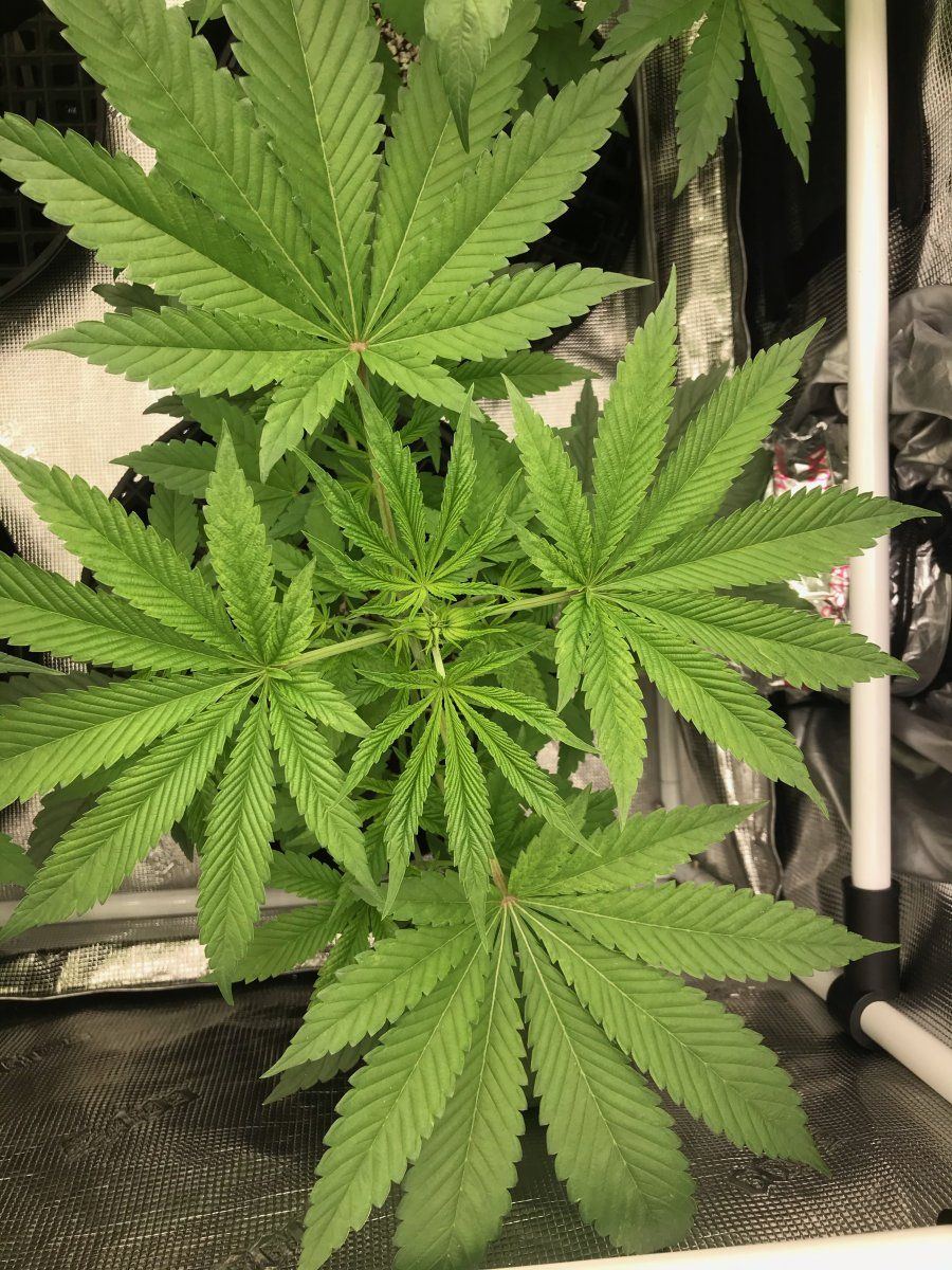 Flower day 4 7