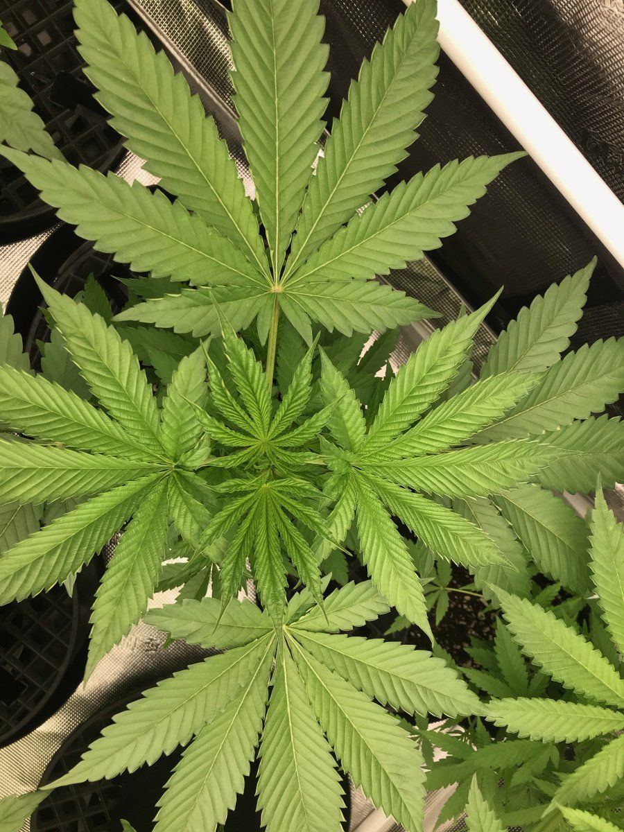 Flower day 4 8