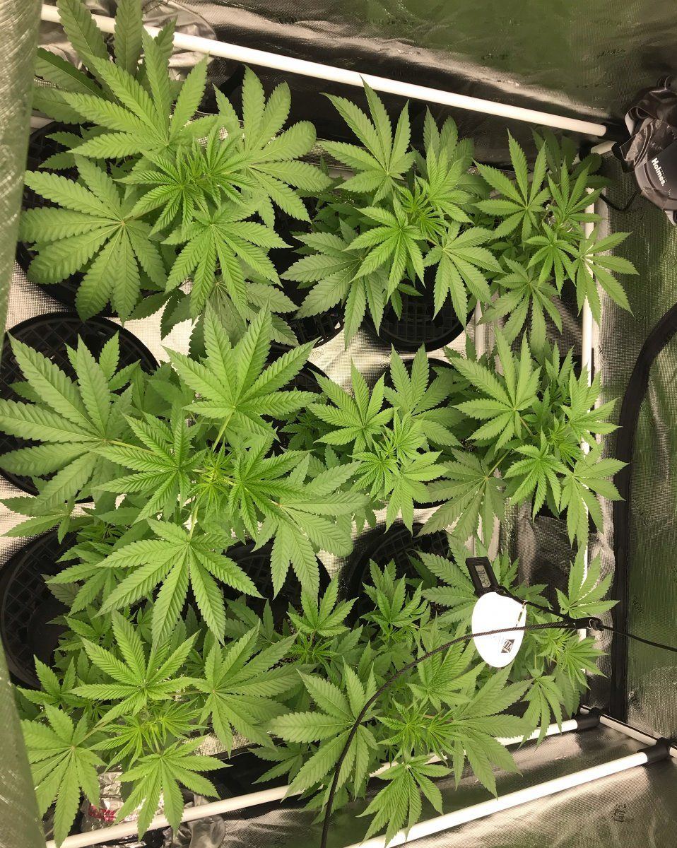 Flower day 4