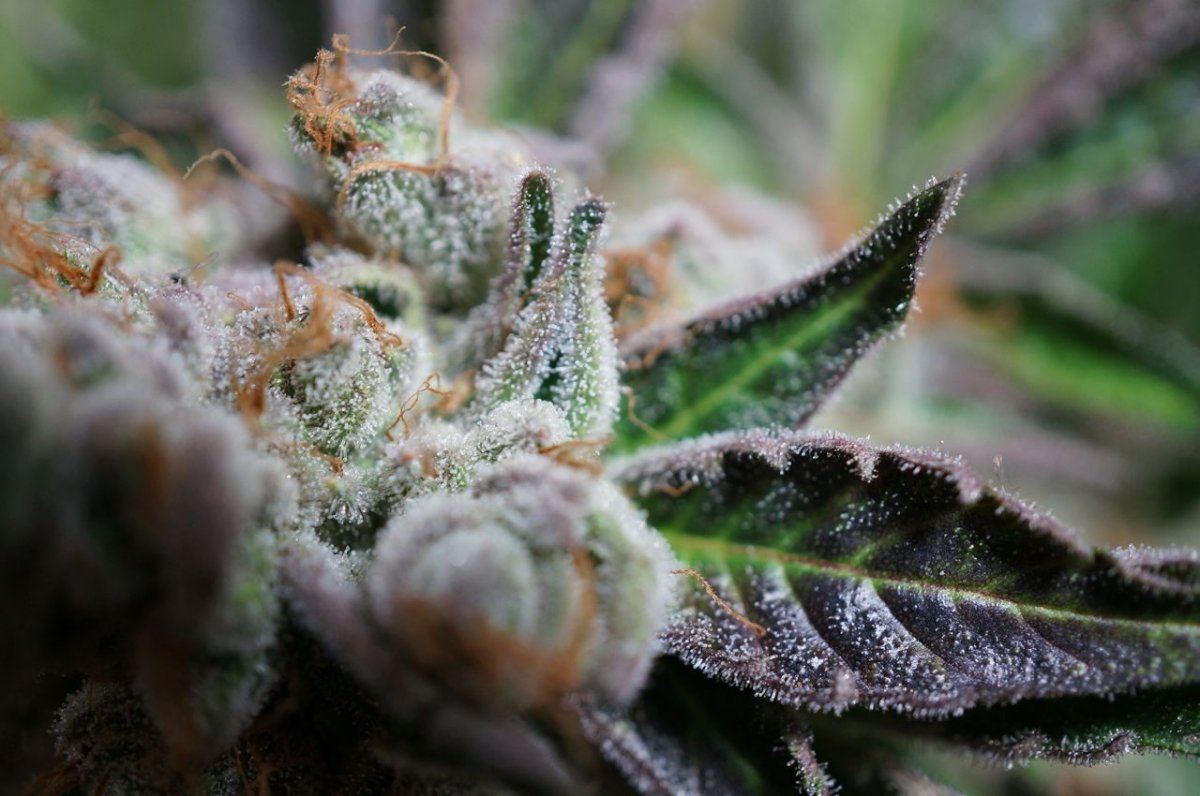 Flower Day 58   GrOG   30
