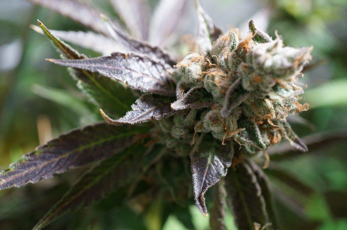 Flower Day 58   GrOG   31