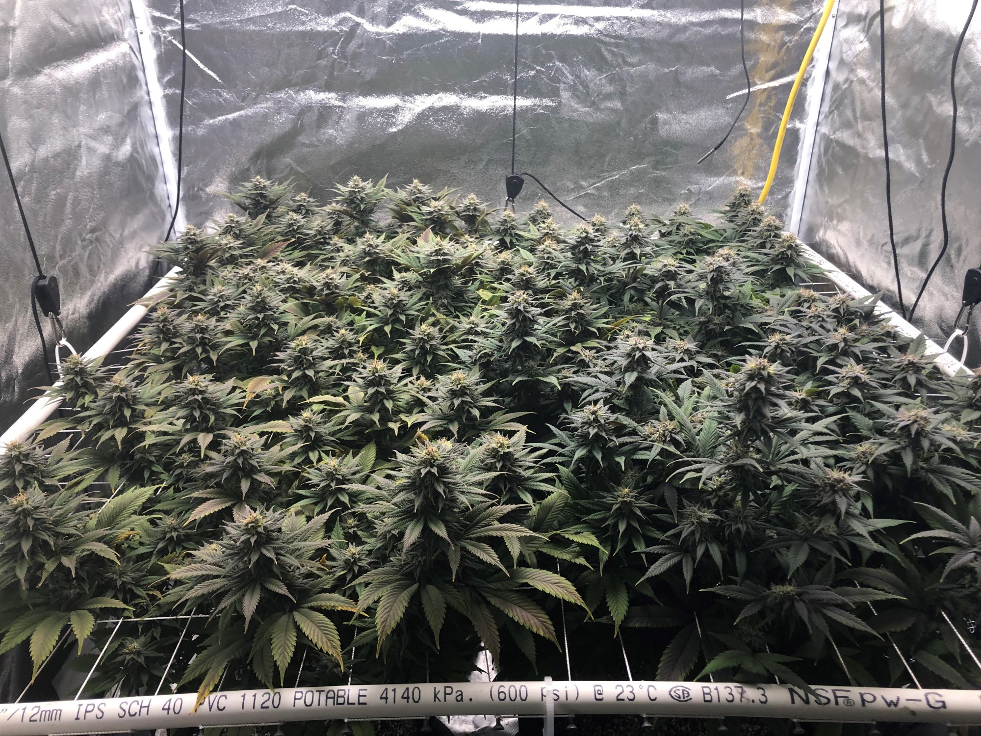 Flower day 58
