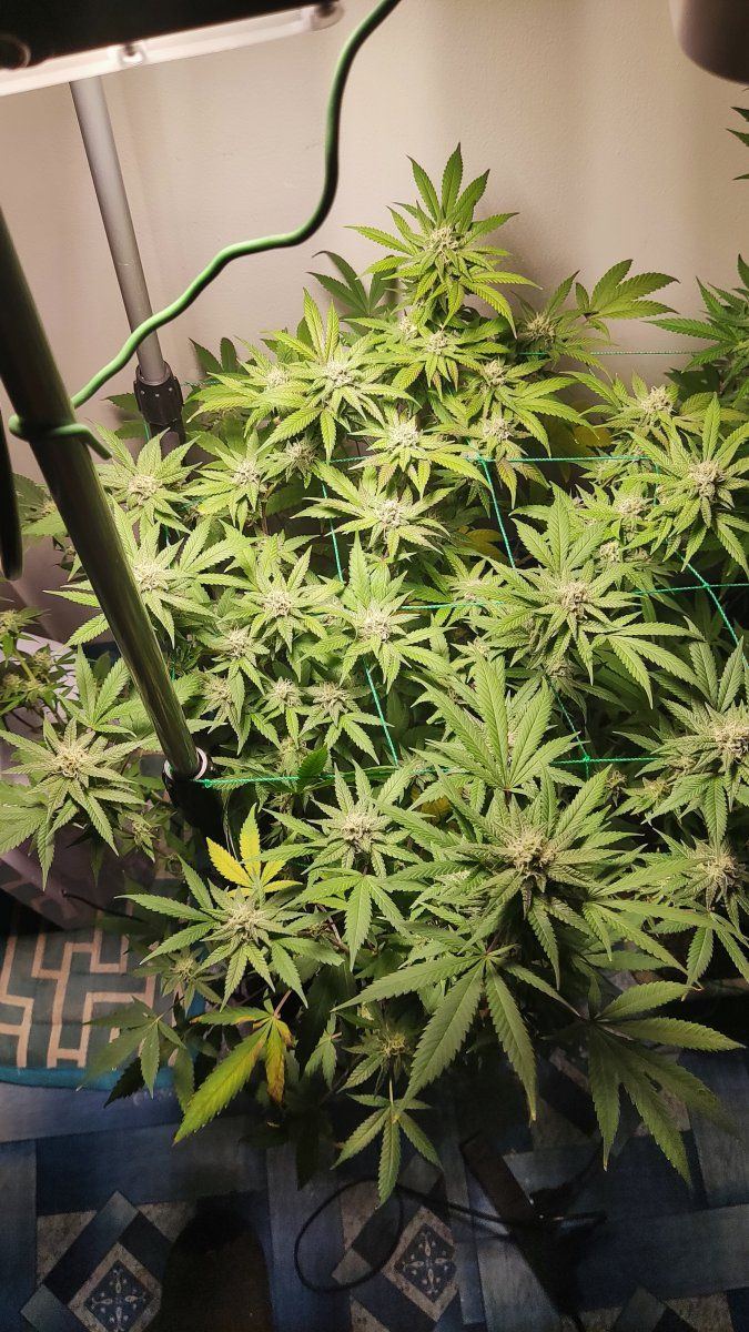 Flower stage  when to flush 3