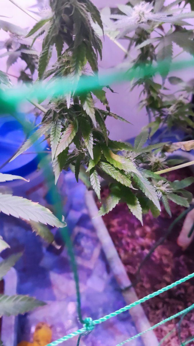 Flower stage  when to flush 4