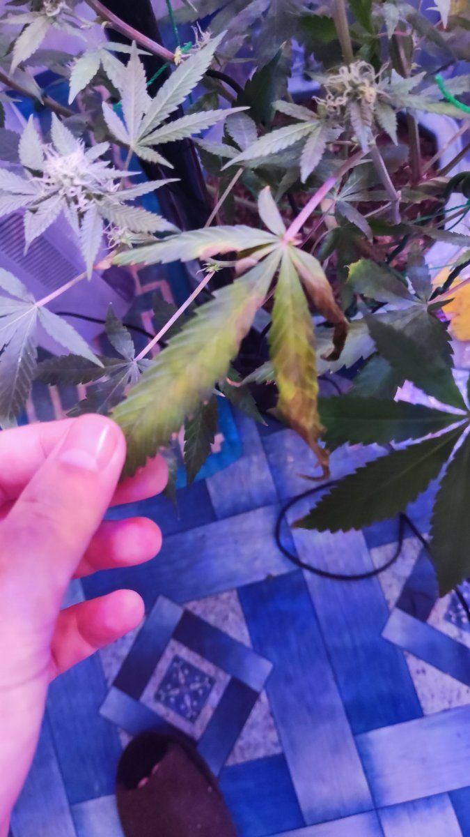 Flower stage  when to flush 5