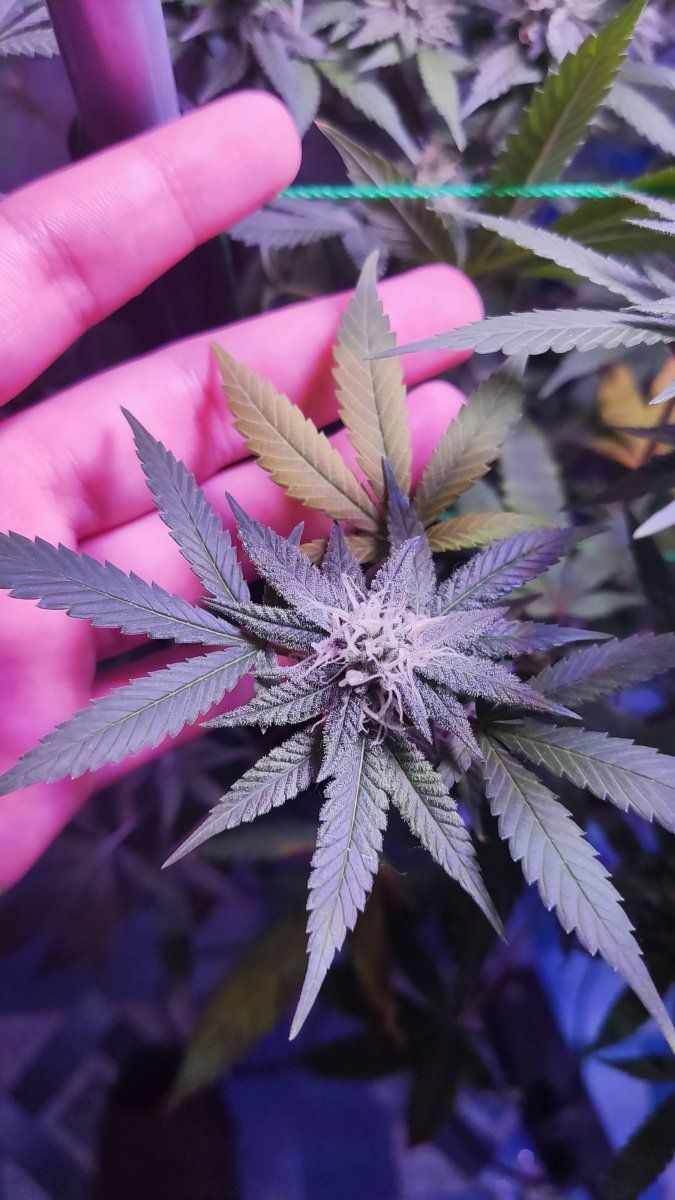 Flower stage  when to flush 6