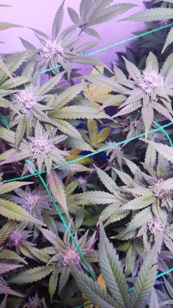 Flower stage  when to flush 7