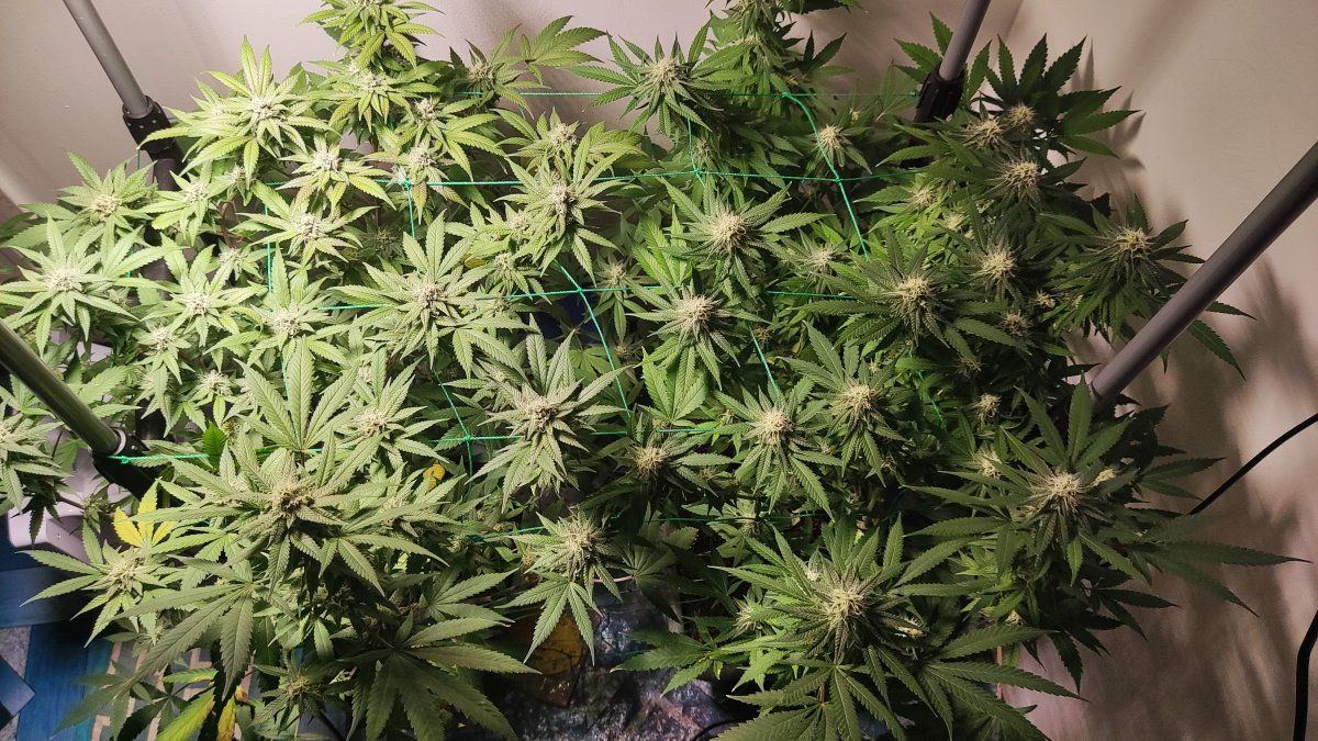 Flower stage  when to flush 8