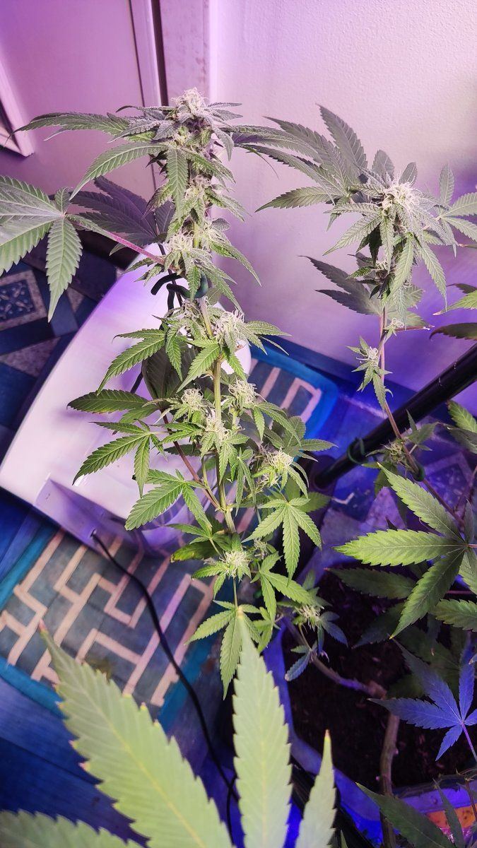 Flower stage  when to flush 9