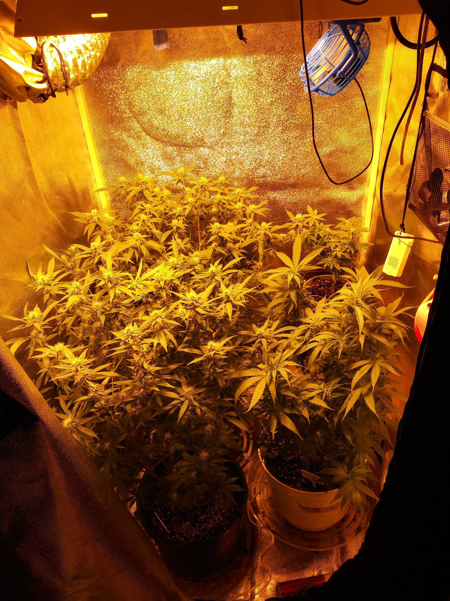 Flower tent getting too hot