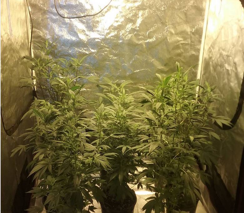 Flower tent