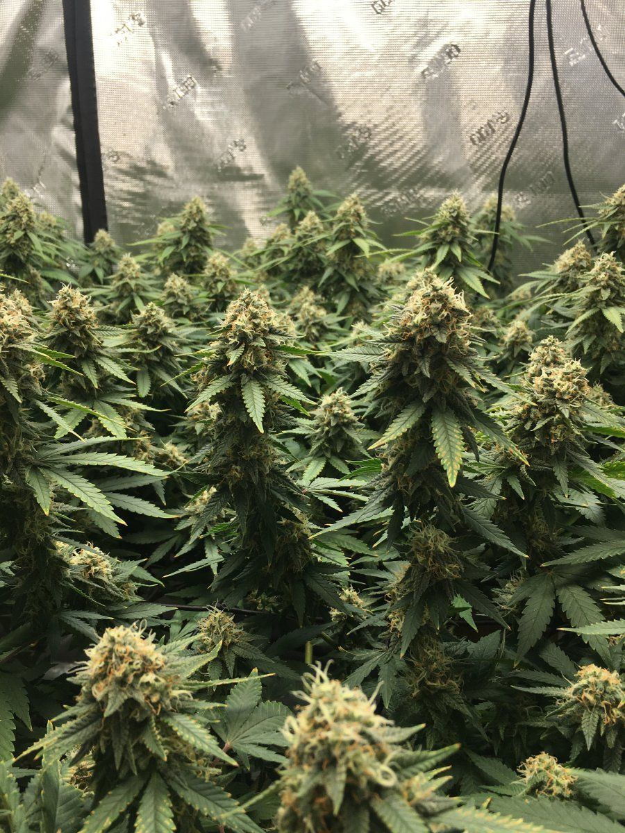 Flower time with co2 use 2