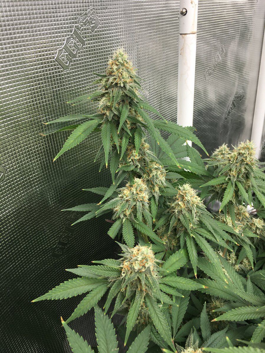 Flower time with co2 use 3