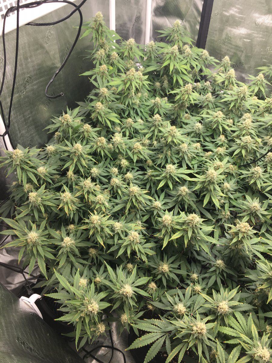 Flower time with co2 use