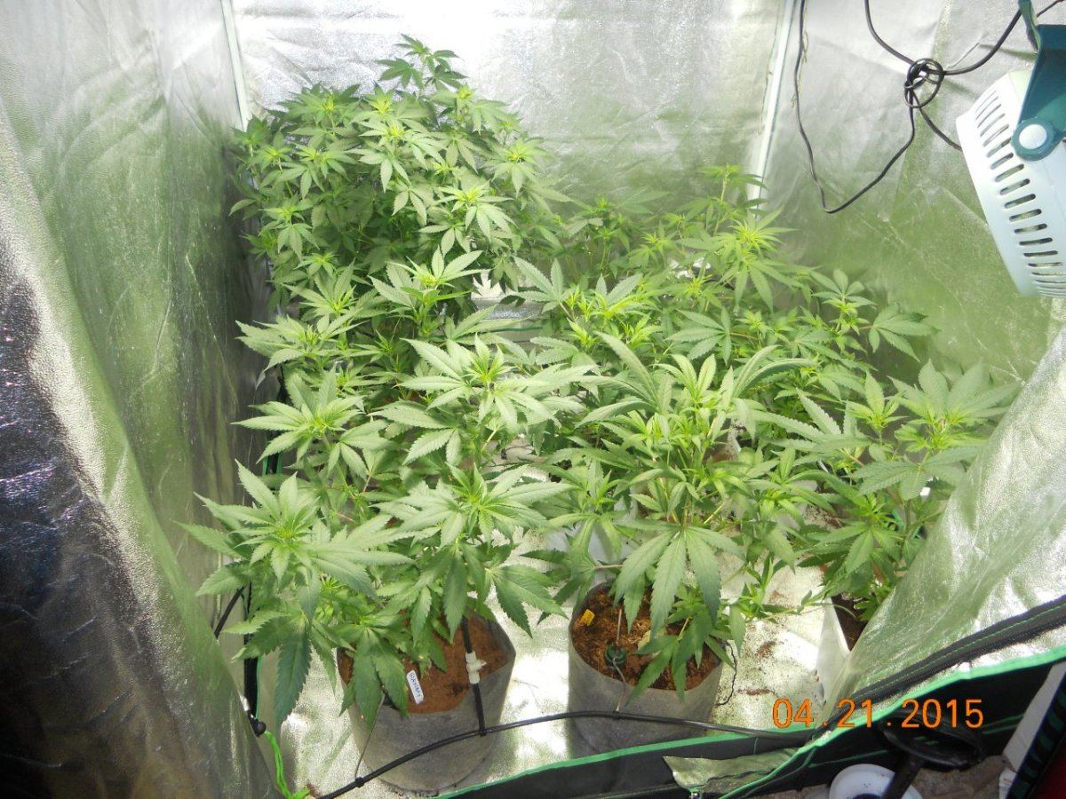 Flower update 001