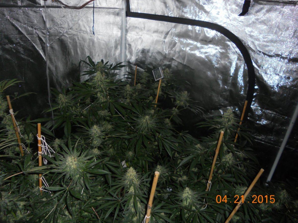 Flower update 002